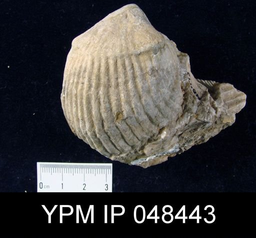 Rhipidium pingius