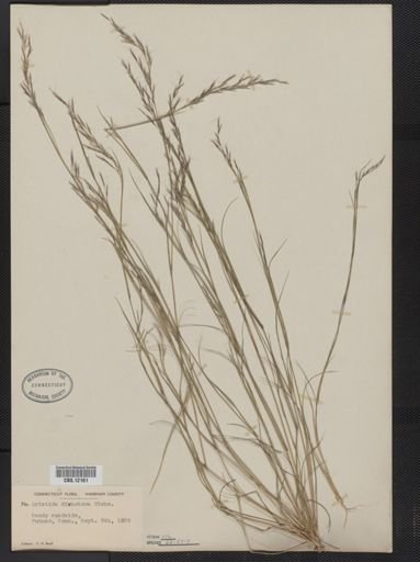 Aristida dichotoma