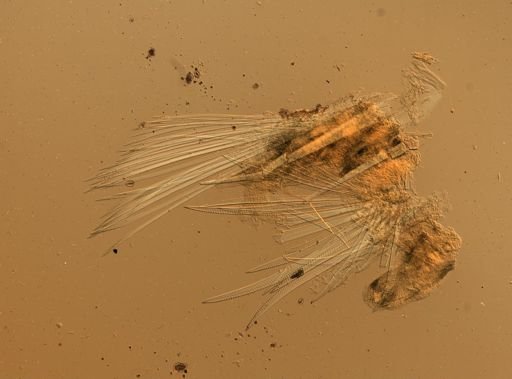 Eunoe nodosa?