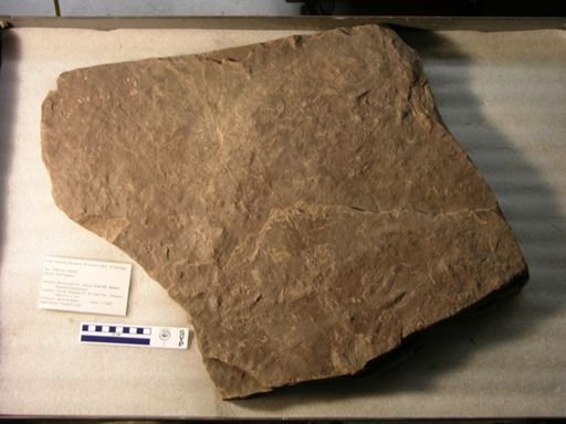 Anomoepus sp.