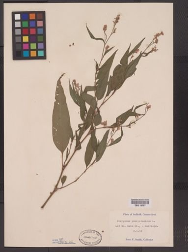 Polygonum pensylvanicum