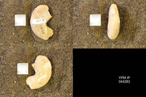 Hoploscaphites comprimus