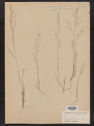 Muhlenbergia uniflora