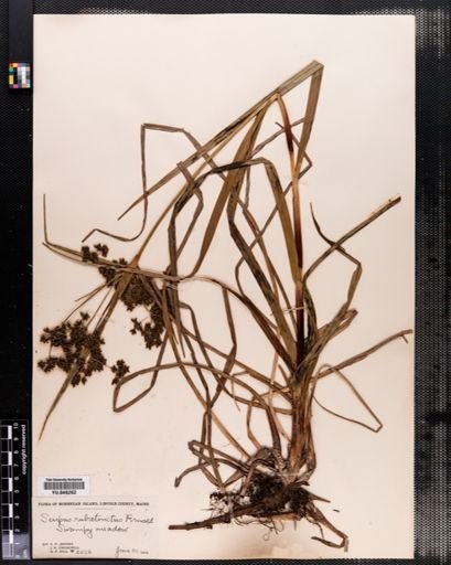 Scirpus rubrotinctus