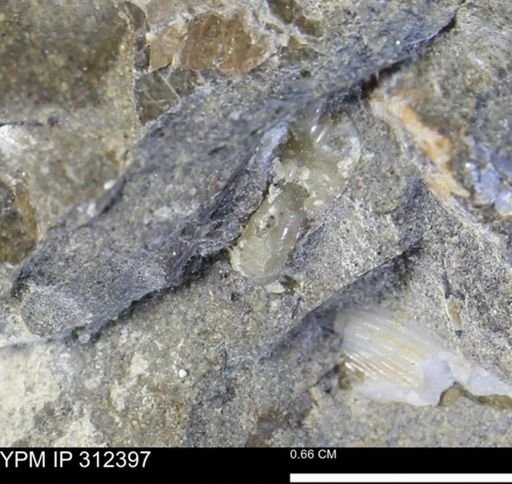 undet. Ammonoidea