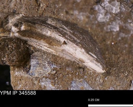 Limopsis striatopunctatus