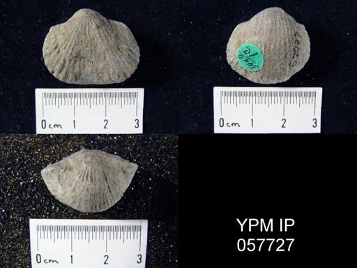 Anastrophia verneuili