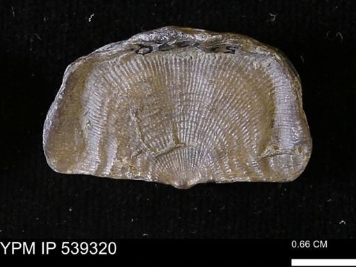 Leptaena rhomboidalis