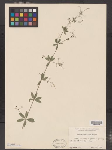 Galium triflorum