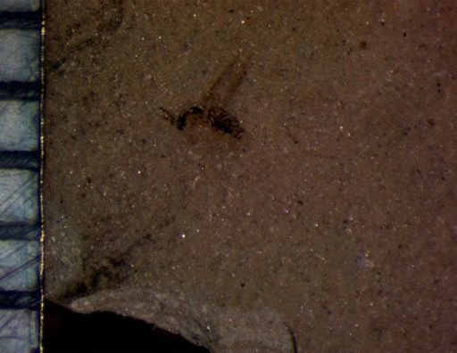 undet. Diptera