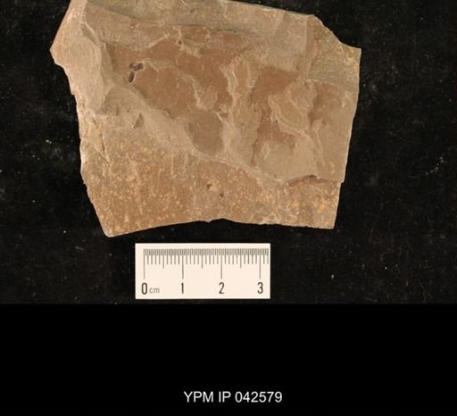 Hexapoda