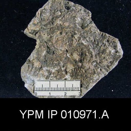 Meekella difficilis
