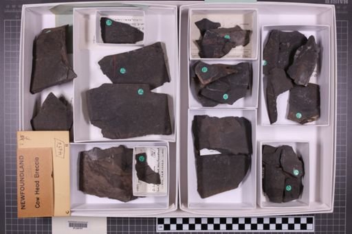 mixed taxa, stratigraphic collection