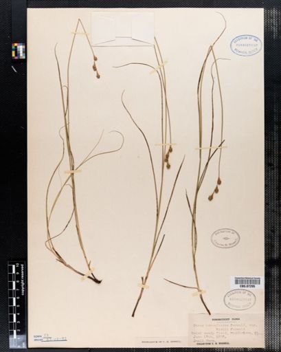 Carex hormathodes