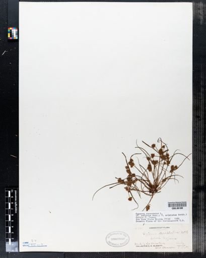 Cyperus squarrosus