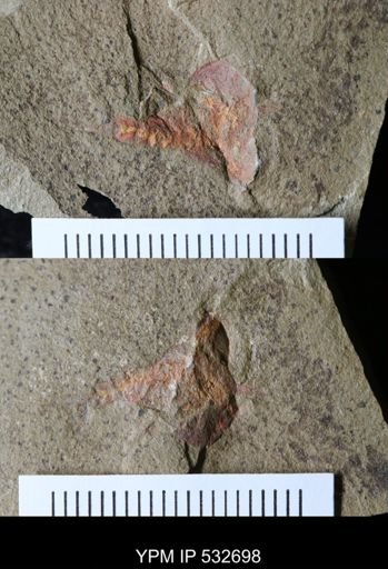 undet. Xiphosurida
