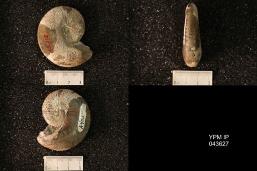 Hoploscaphites nicolletii