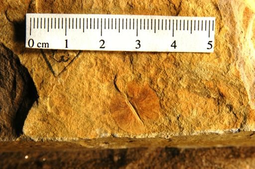 Ptelea miocenica