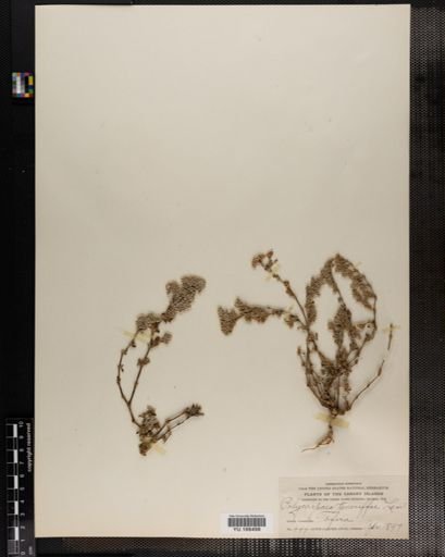 Plantae