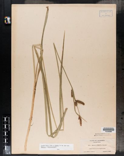 Carex
