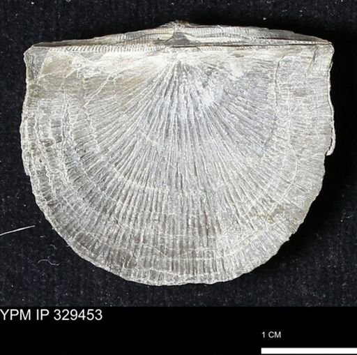 Stropheodonta demissa