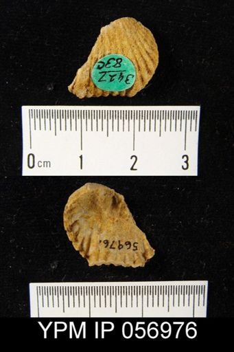 Uncinulus lindenensis