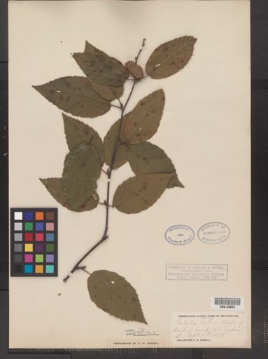 Betula lutea