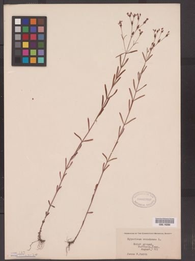 Hypericum canadense