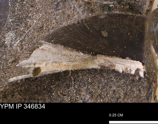 Limopsis striatopunctatus