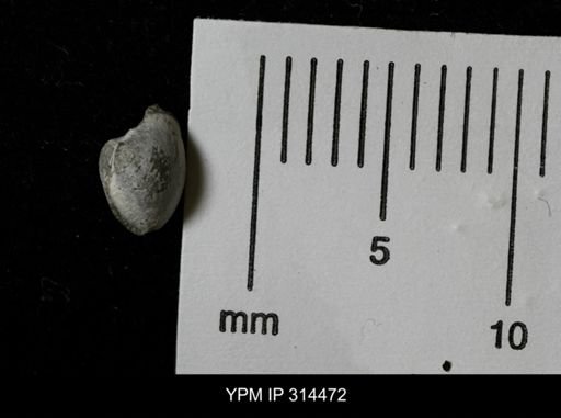 Protocardia
