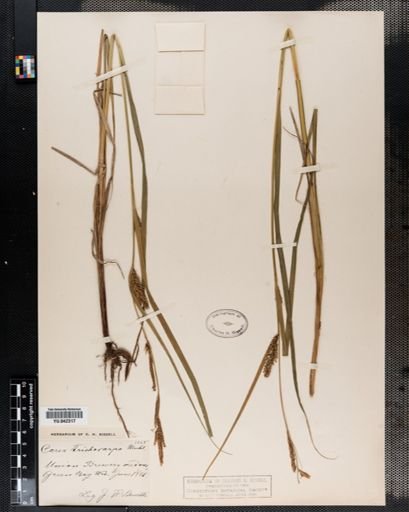 Carex trichocarpa
