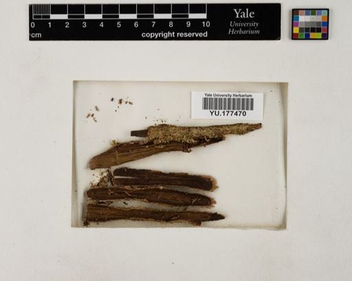 Plantae