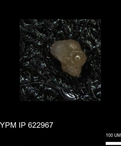 undet. Foraminiferida