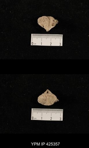 Cartorhium sp.