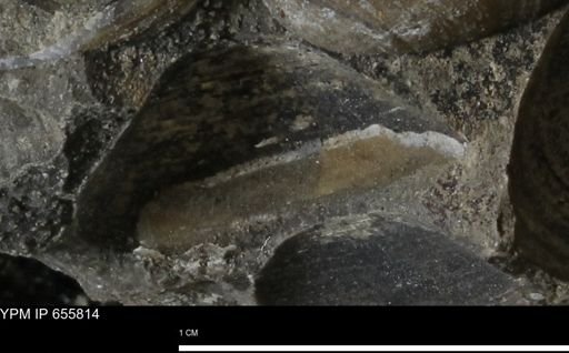 Limopsis striatopunctatus