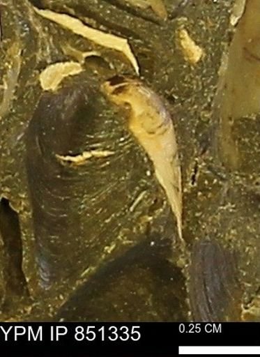 Limopsis striatopunctatus