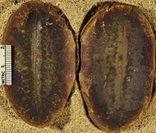 Pecopteris