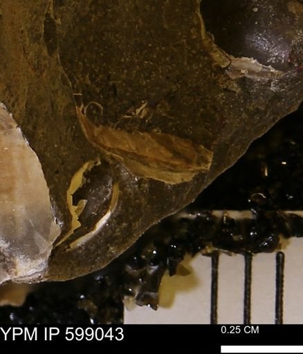 undet. Mollusca