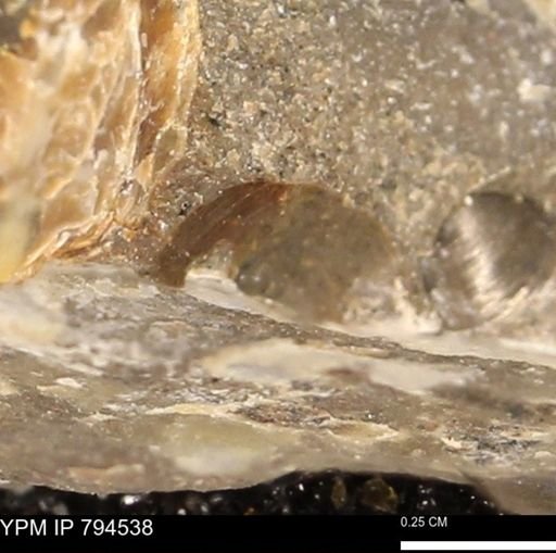Protocardia subquadrata