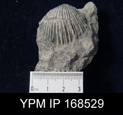 Mclearnia sp.