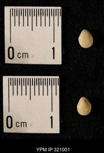 Dielasma elongatum