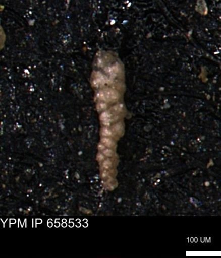 Verneuilinoides kansasensis