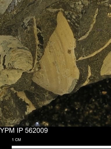 Limopsis sp.