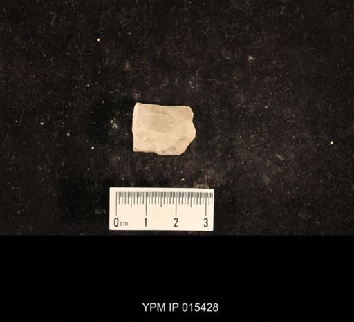 Lemmatophora typa