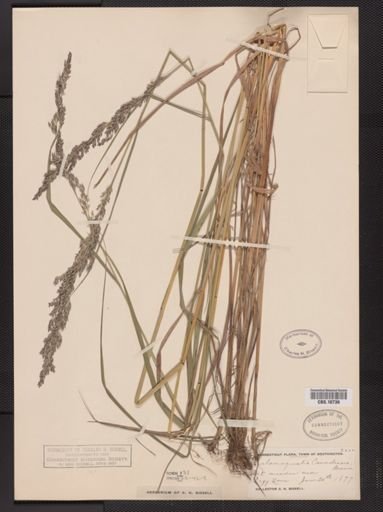 Calamagrostis canadensis