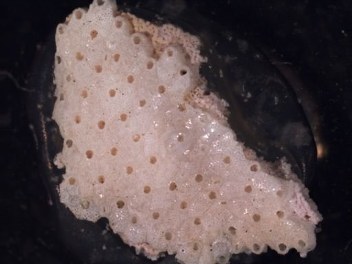 Trypostega claviculata