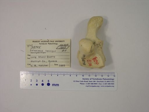 Teleoceras fossiger