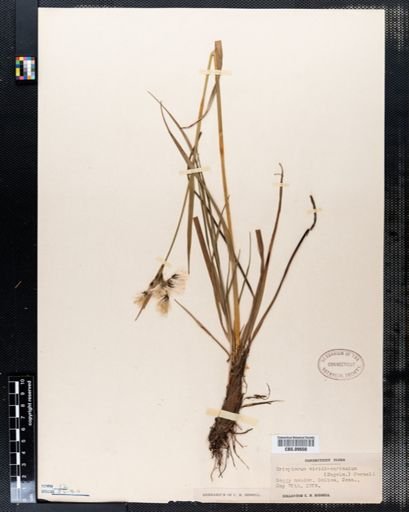 Eriophorum viridicarinatum
