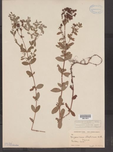 Hypericum ellipticum