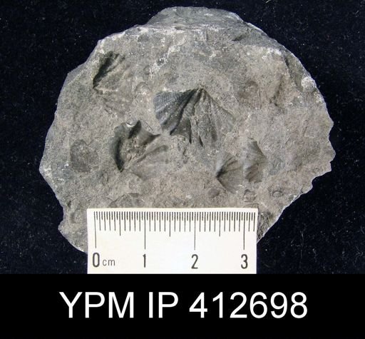 undet. Delthyridoidea